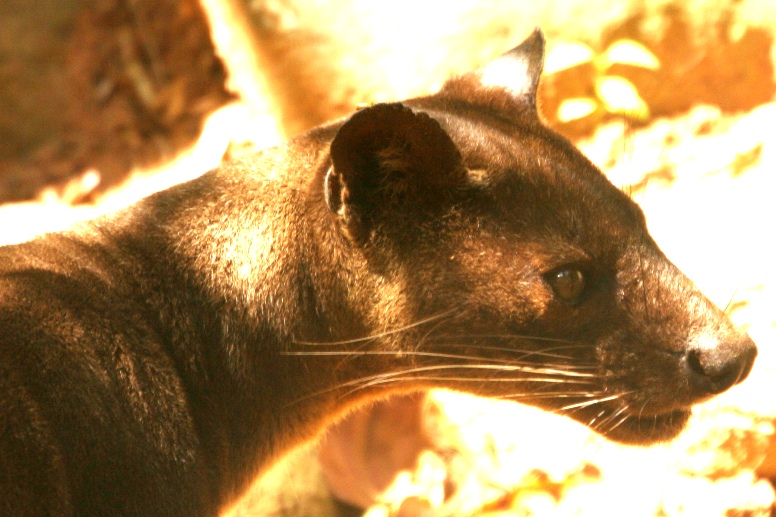 fossa